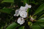 Mountain laurel